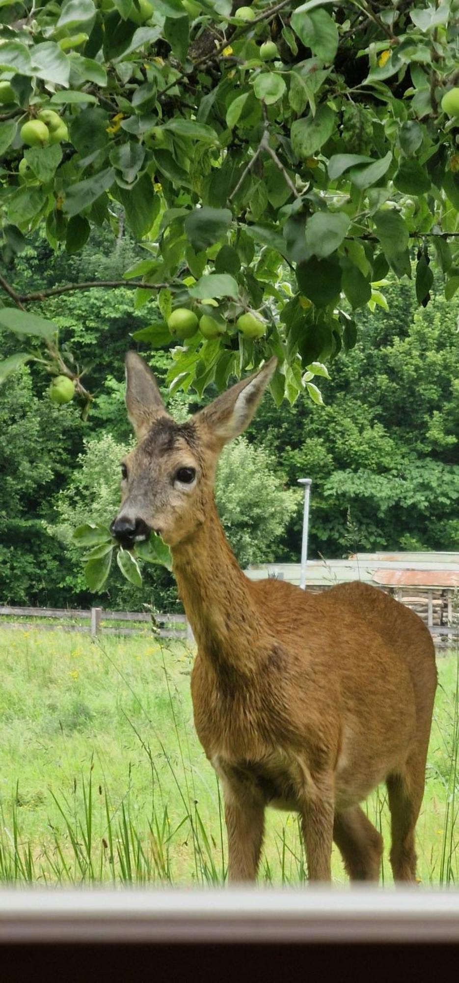 Ferienwohnung Springl Schönau am Königssee Exteriör bild